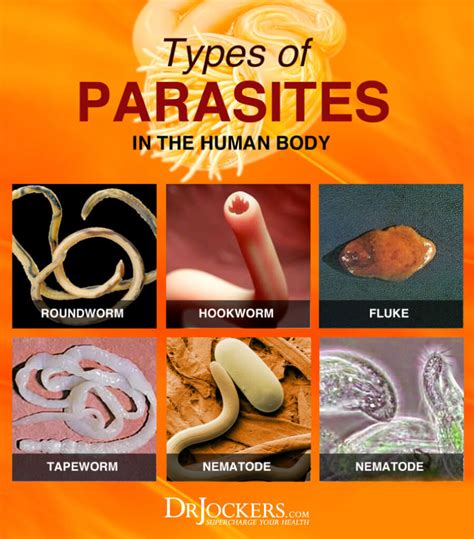 what is a parasite